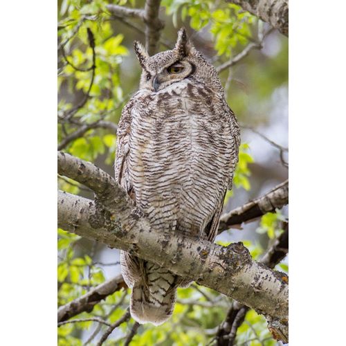 Peaco, Jim 작가의 Great Horned Owl in Mammoth Hot Springs, Yellowstone National Park 작품