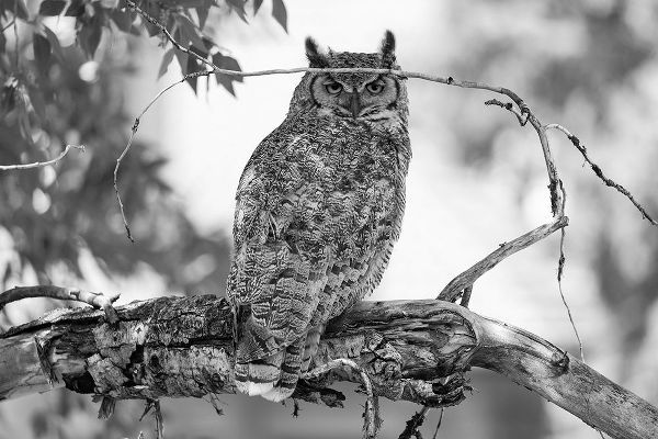 The Yellowstone Collection 작가의 Great Horned Owl in Fort Yellowstone, Yellowstone National Park 작품
