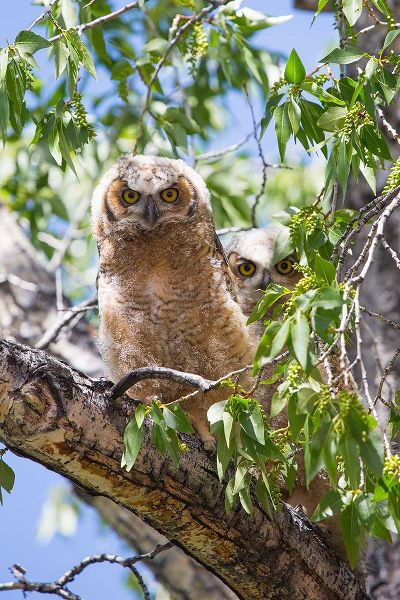The Yellowstone Collection 작가의 Great Horned Owlets, Mammoth Hot Springs, Yellowstone National Park 작품