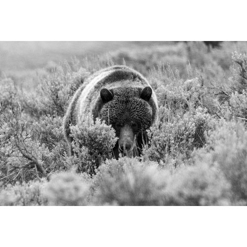 Peaco, Jim 작가의 Grizzly Bear at Soda Butte Creek, Yellowstone National Park 작품