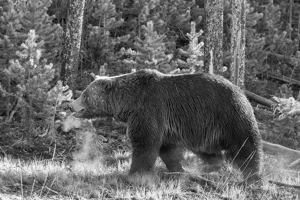 Peaco, Jim 작가의 Grizzly Bear, Yellowstone National Park 작품