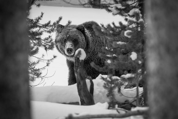 Herbert, Neal 작가의 Grizzly Bear near Canyon, Yellowstone National Park 작품