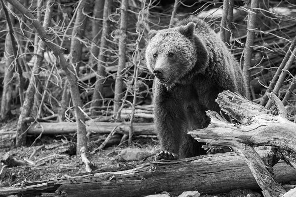 Peaco, Jim 작가의 Grizzly Bear near Frying Pan Spring, Yellowstone National Park 작품
