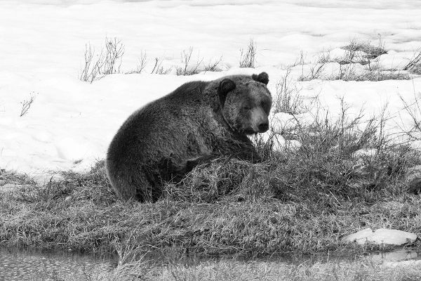 Peaco, Jim 작가의 Grizzly Bear at Blacktail Pond, Yellowstone National Park 작품