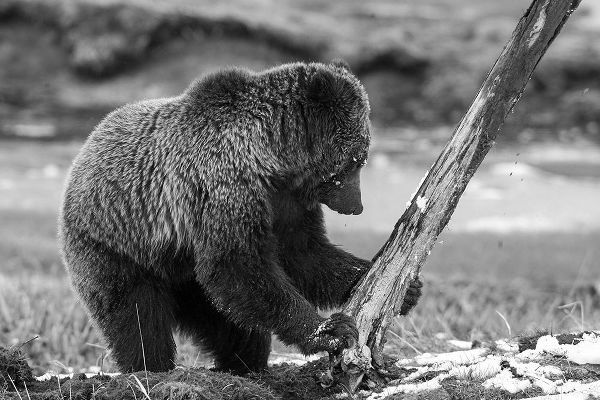 Peaco, Jim 작가의 Grizzly Bear near Obsidian Creek, Yellowstone National Park 작품