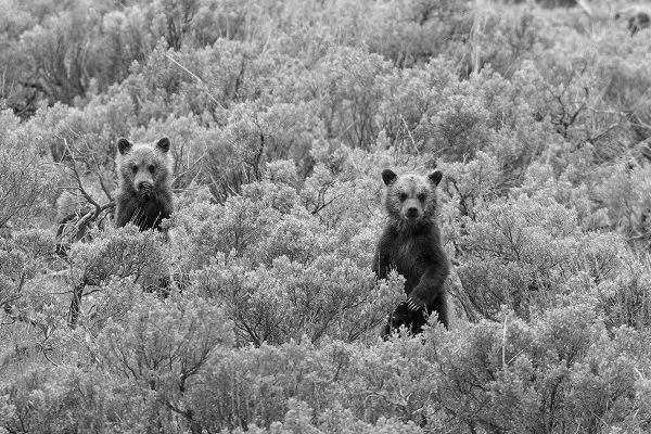 Peaco, Jim 작가의 Grizzly Cubs, Yellowstone National Park 작품