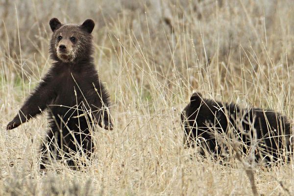 Peaco, Jim 작가의 Grizzly Cubs near Fishing Bridge, Yellowstone National Park 작품