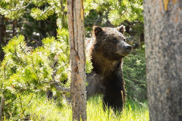 The Yellowstone Collection 작가의 Grizzly near Swan Lake, Yellowstone National Park 작품