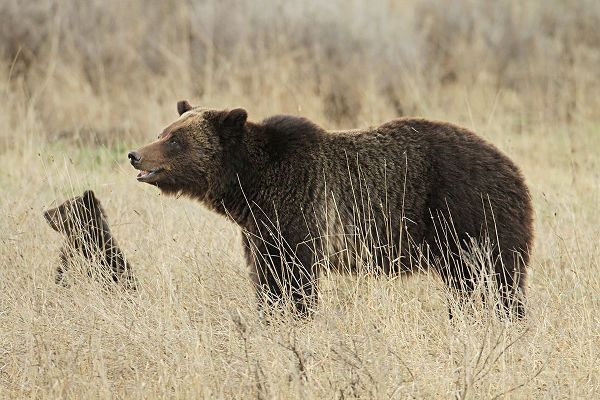 Peaco, Jim 작가의 Grizzly Sow and Cub near Fishing Bridge, Yellowstone National Park 작품