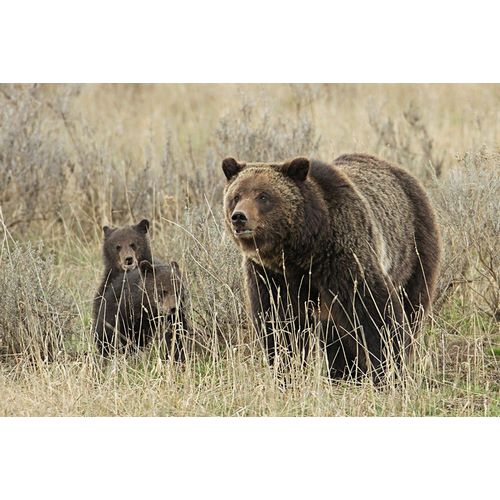 Peaco, Jim 작가의 Grizzly Sow and Cubs near Fishing Bridge, Yellowstone National Park 작품