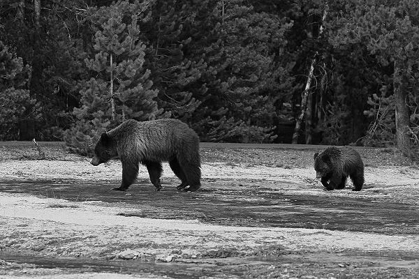 Peaco, Jim 작가의 Grizzly Sow and Yearling near Daisy Geyser, Yellowstone National Park 작품