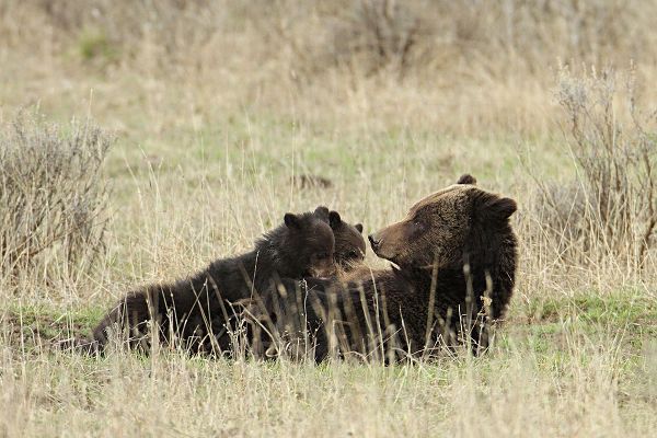 Peaco, Jim 작가의 Grizzly Sow Nursing Cubs near Fishing Bridge, Yellowstone National Park 작품