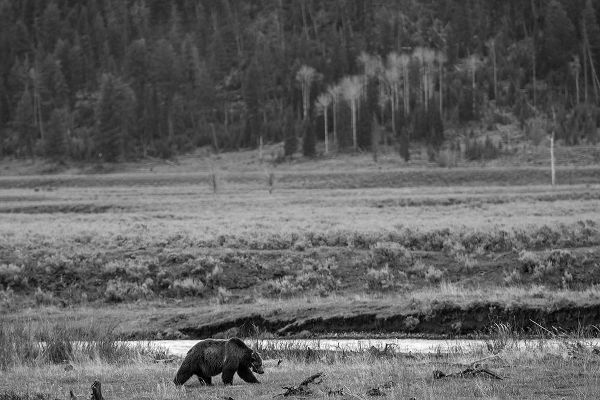 The Yellowstone Collection 작가의 Grizzly, Lamar Valley, Yellowstone National Park 작품