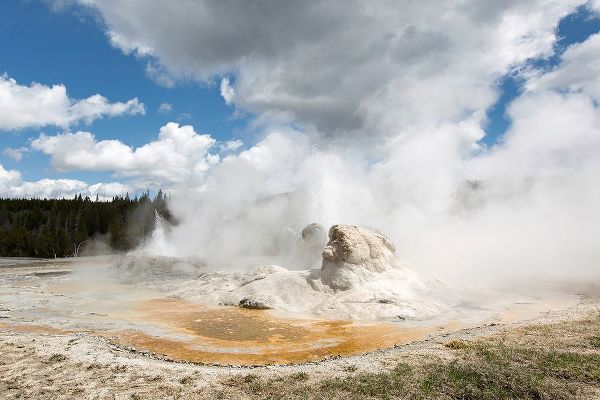 The Yellowstone Collection 작가의 Grotto Geyser, Yellowstone National Park 작품