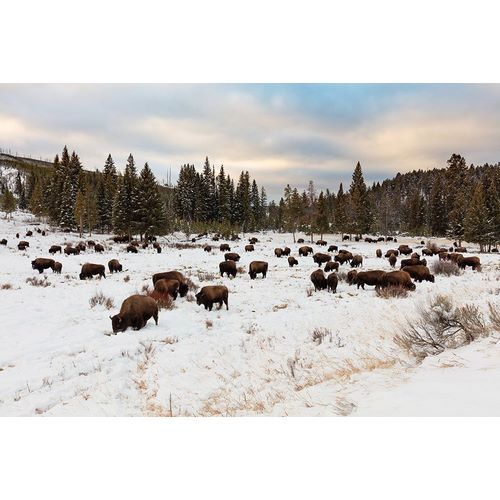 Frank, Jacob W. 작가의 Bison near Wraith Falls Trailhead, Yellowstone National Park 작품