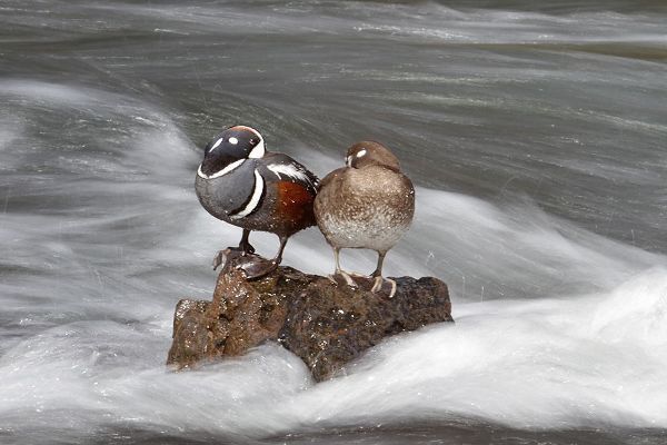 Peaco, Jim 작가의 Harlequin Ducks, Yellowstone River, Yellowstone National Park 작품