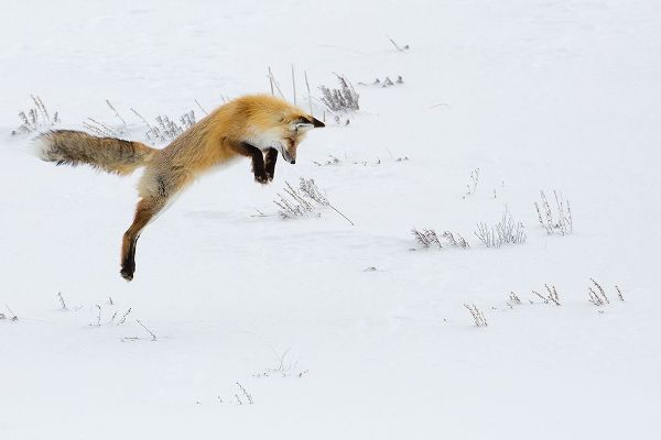 The Yellowstone Collection 작가의 Hunting Fox Leaping, Hayden Valley, Yellowstone National Park 작품