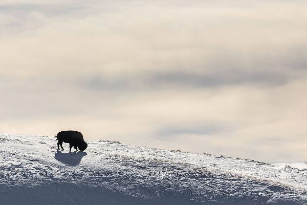 The Yellowstone Collection 작가의 Lone Bison in Hayden Valley, Yellowstone National Park 작품