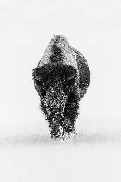 The Yellowstone Collection 작가의 Lone Bull Bison, Yellowstone National Park 작품