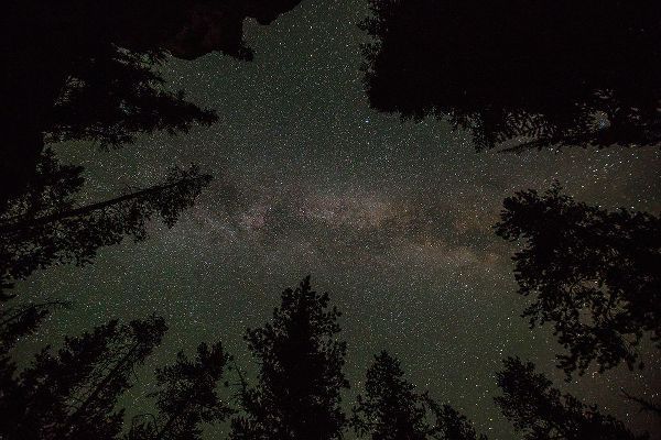 The Yellowstone Collection 작가의 Milky Way and Lodgepole Pines, Yellowstone National Park 작품