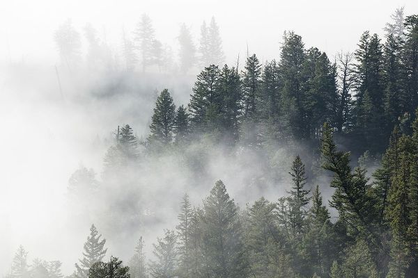 The Yellowstone Collection 작가의 Morning Fog near Tower Fall, Yellowstone National Park 작품