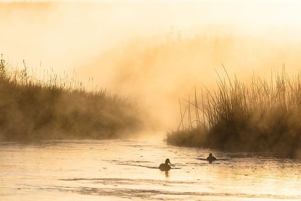 The Yellowstone Collection 작가의 Morning Steam on the Madison River, Yellowstone National Park 작품