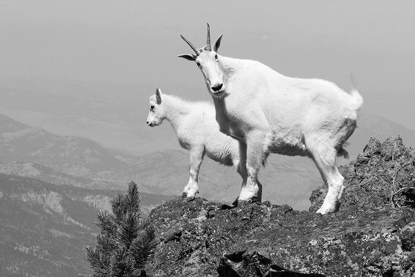 The Yellowstone Collection 작가의 Mountain Goats on Sepulcher Mountain, Yellowstone National Park 작품