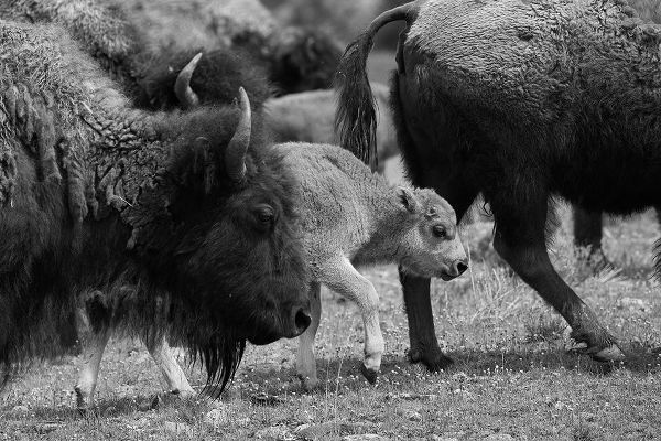 The Yellowstone Collection 작가의 Moving with the Herd, Lamar Valley, Yellowstone National Park 작품