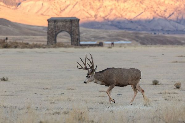 The Yellowstone Collection 작가의 Mule Deer Buck and Roosevelt Arch, Yellowstone National Park 작품