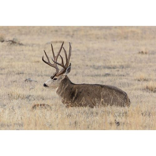 Frank, Jacob W. 작가의 Mule Deer Buck, Yellowstone National Park 작품