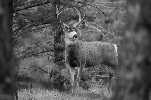 The Yellowstone Collection 작가의 Mule Deer Buck, Garnet Hill Loop, Yellowstone National Park 작품