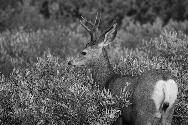 The Yellowstone Collection 작가의 Mule Deer Buck, Swan Lake Flat, Yellowstone National Park 작품