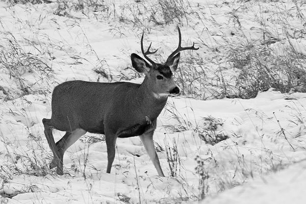 Peaco, Jim 작가의 Mule Deer near Phantom Lake, Yellowstone National Park 작품