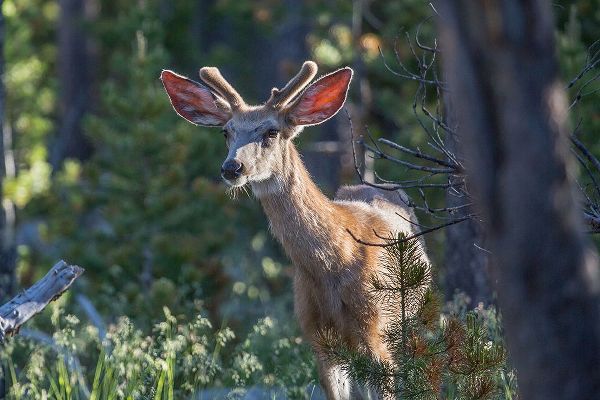 The Yellowstone Collection 작가의 Mule Deer, Blacktail Deer Plateau, Yellowstone National Park 작품