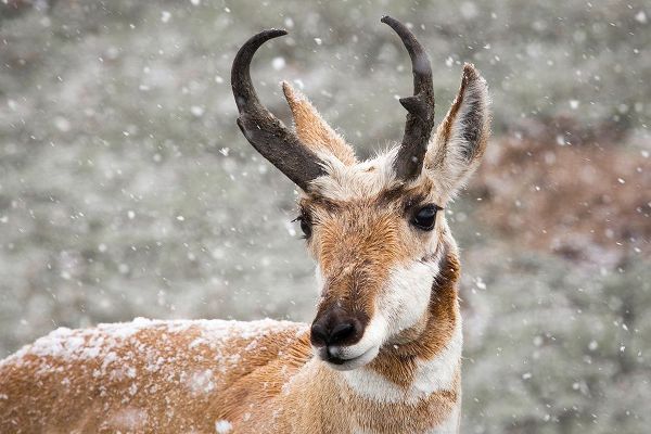 The Yellowstone Collection 작가의 Pronghorn Buck in Snow, Yellowstone National Park 작품