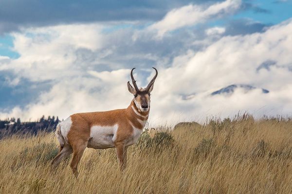 The Yellowstone Collection 작가의 Pronghorn, Blacktail Deer Plateau, Yellowstone National Park 작품