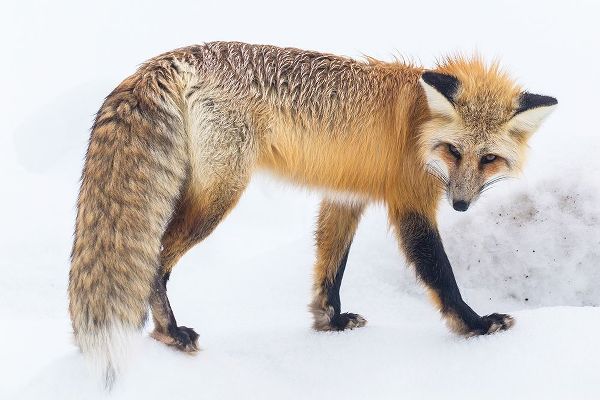 The Yellowstone Collection 작가의 Red Fox in Lamar Valley, Yellowstone National Park 작품