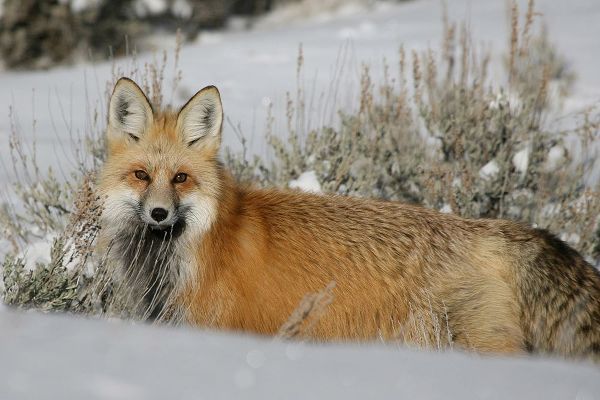 The Yellowstone Collection 작가의 Red Fox in Lamar Valley, Yellowstone National Park 작품