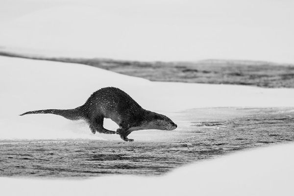 The Yellowstone Collection 작가의 River Otter Diving, Yellowstone National Park 작품