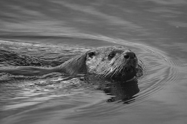 The Yellowstone Collection 작가의 River Otter, Swan Lake area, Yellowstone National Park 작품
