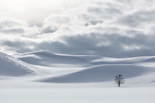 The Yellowstone Collection 작가의 Shades of white in Hayden Valley, Yellowstone National Park 작품