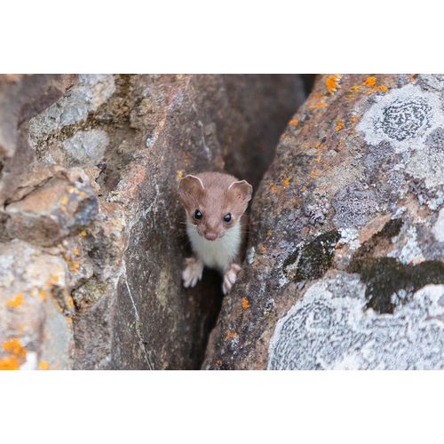 Frank, Jacob W. 작가의 Short-tailed Weasel, Yellowstone National Park 작품