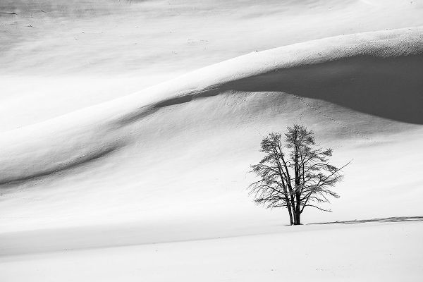 The Yellowstone Collection 작가의 Snow Dunes, Hayden Valley, Yellowstone National Park 작품
