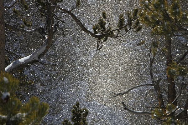 The Yellowstone Collection 작가의 Snowfall at Canyon, Yellowstone National Park 작품