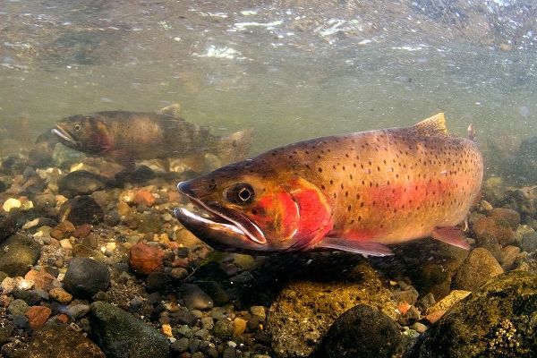 The Yellowstone Collection 작가의 Spawning Cutthroat Trout, Lamar Valley, Yellowstone National Park 작품
