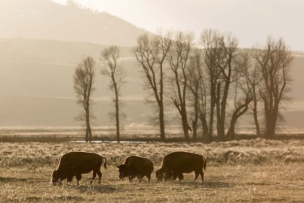 The Yellowstone Collection 작가의 Sunrise and Bison, Lamar Valley, Yellowstone National Park 작품