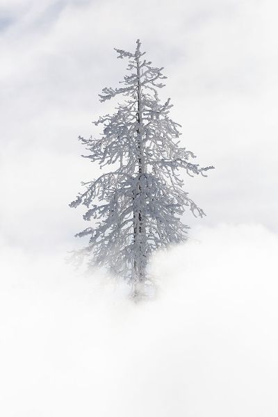 The Yellowstone Collection 작가의 Tree Covered in Rime ice near Mud Volcano, Yellowstone National Park 작품