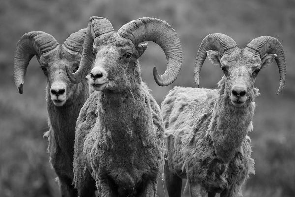 The Yellowstone Collection 작가의 Trio of Bighorn Rams, Lamar Valley, Yellowstone National Park 작품