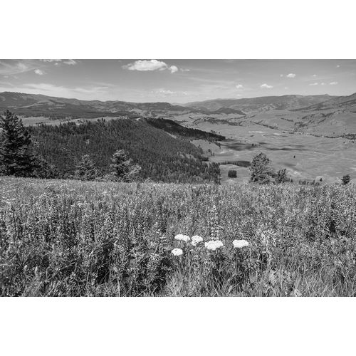 Frank, Jacob W. 작가의 Views from Specimen Ridge, Yellowstone National Park 작품