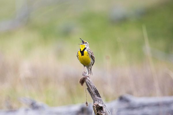 The Yellowstone Collection 작가의 Western Meadowlark, Lamar Valley, Yellowstone National Park 작품
